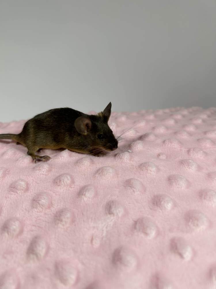 Fancy mouse Rehomed Mus musculus 