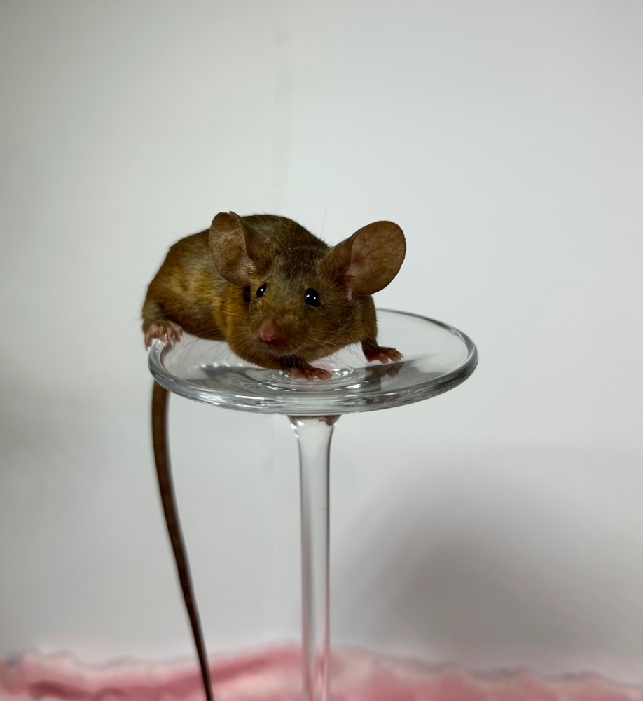 Fancy mouse Deceased Mus musculus 