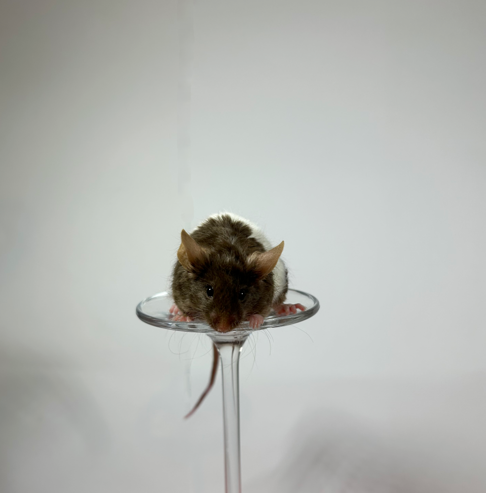 Fancy mouse Breeder Mus musculus 