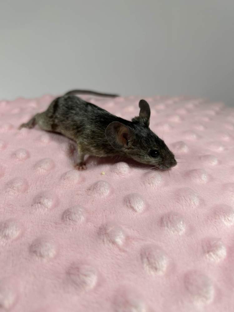 Fancy mouse Deceased Mus musculus 