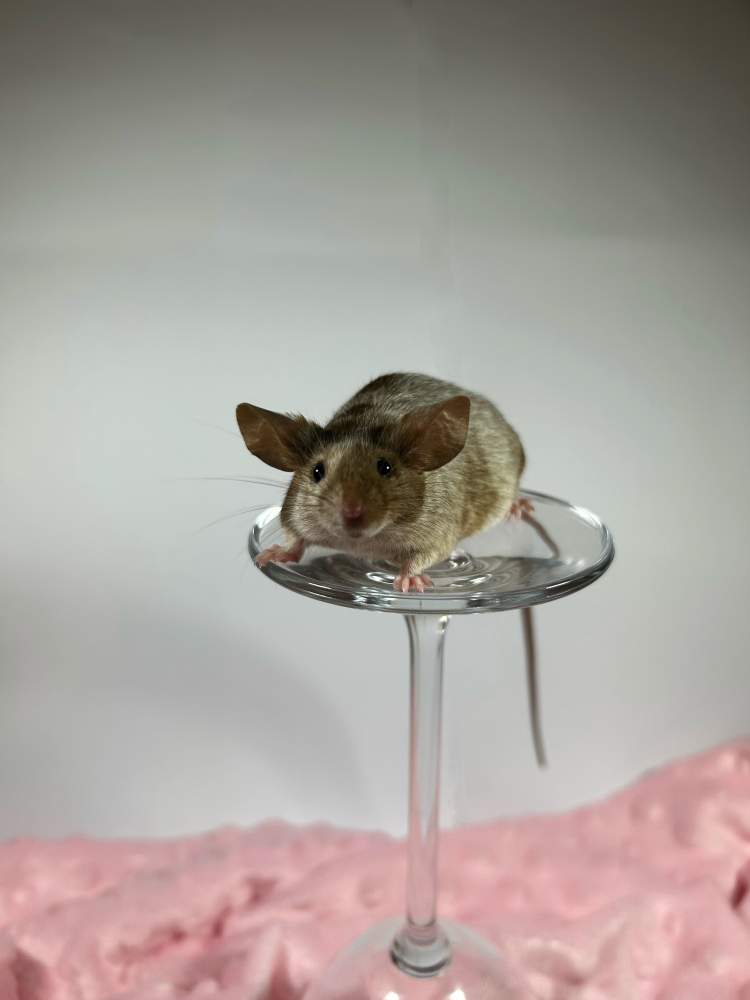 Fancy mouse Breeder Mus musculus 