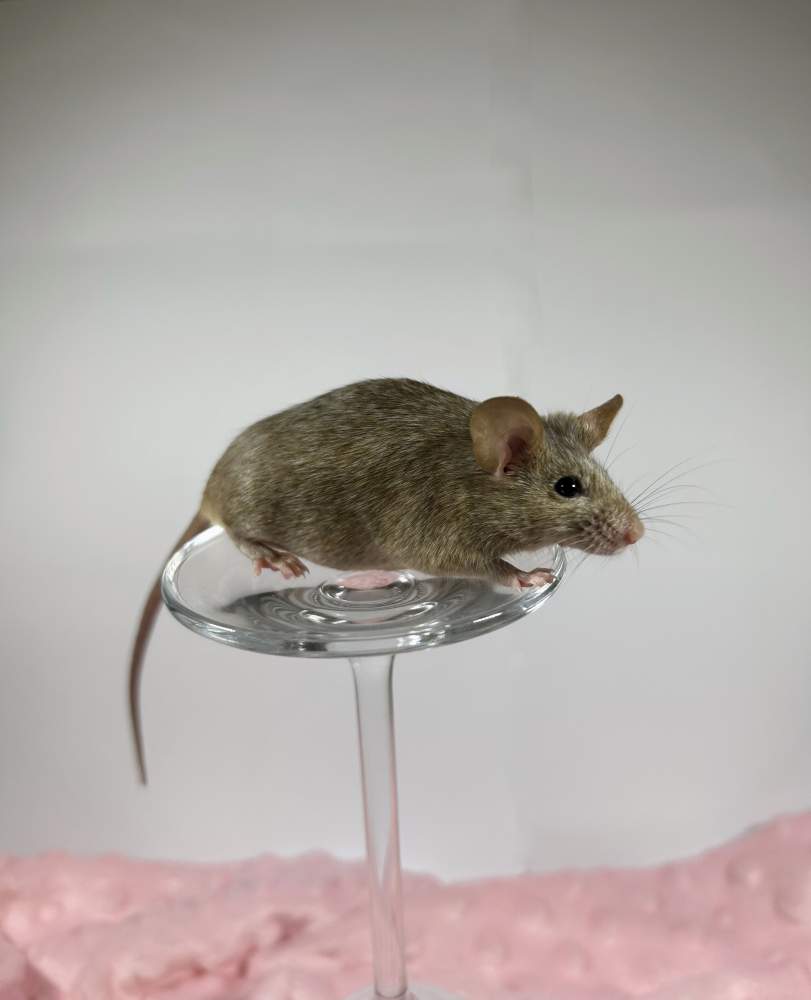 Fancy mouse Deceased Mus musculus 