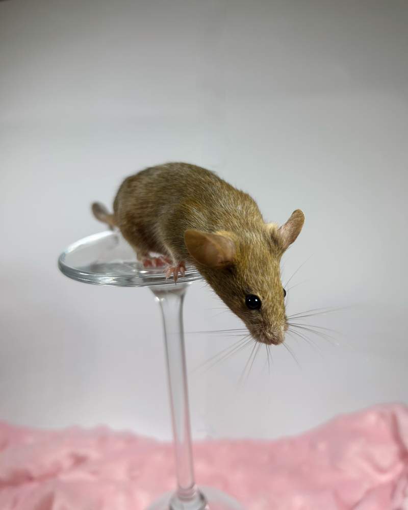 Fancy mouse Breeder Mus musculus 