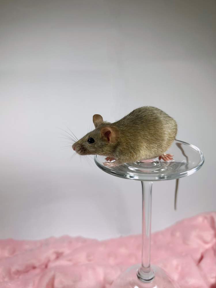 Fancy mouse Breeder Mus musculus 