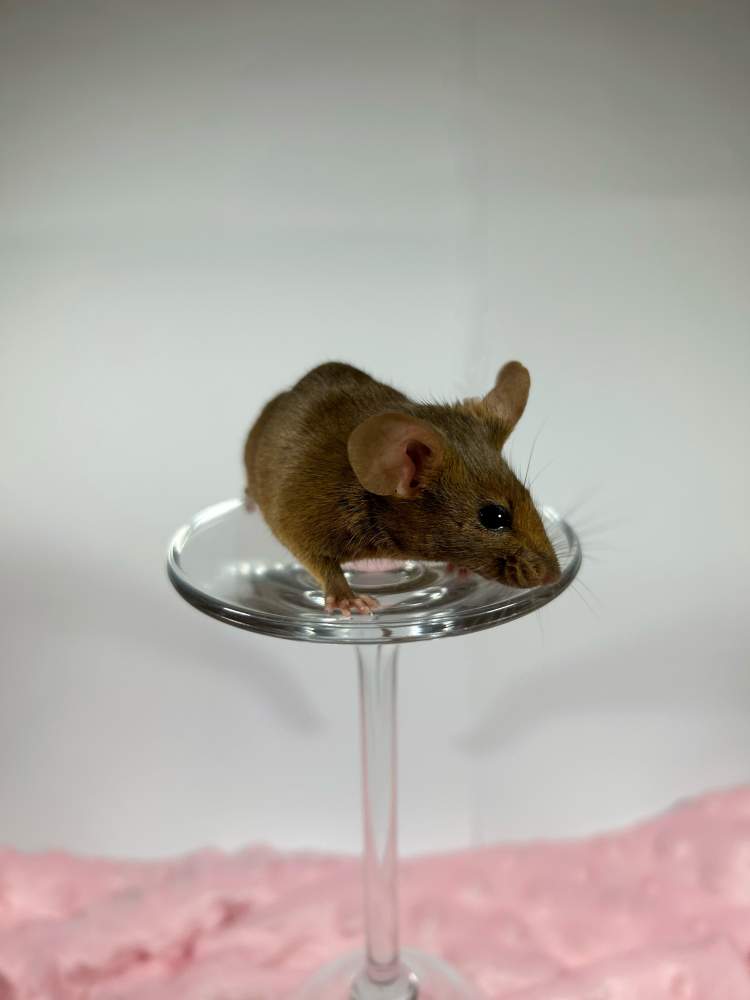 Fancy mouse Deceased Mus musculus 