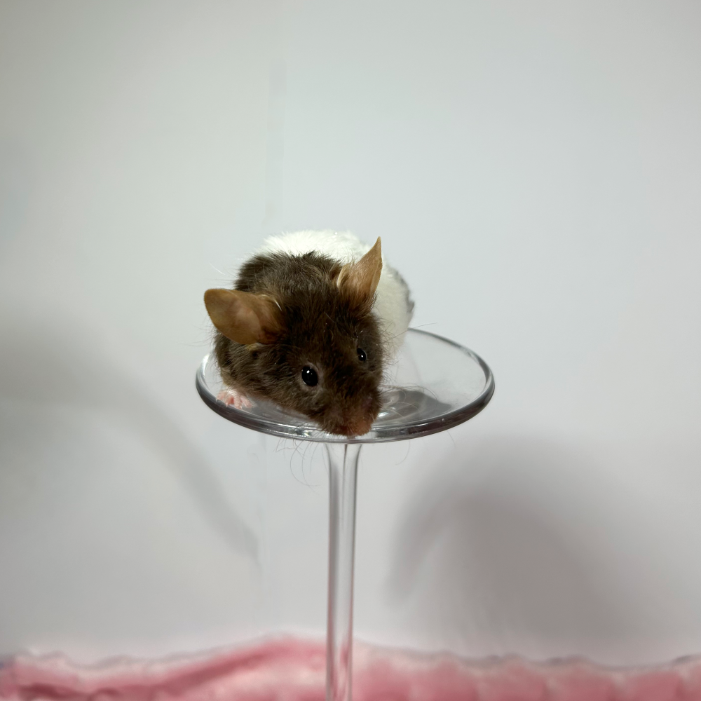 Fancy mouse Deceased Mus musculus 