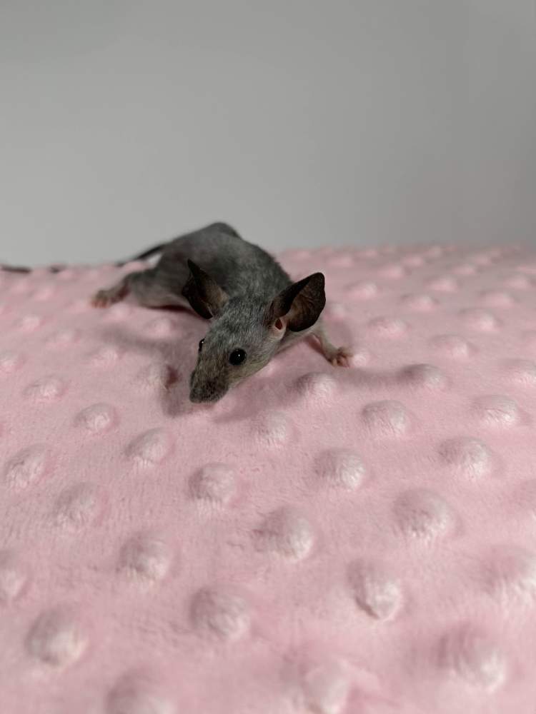 Fancy mouse Deceased Mus musculus 