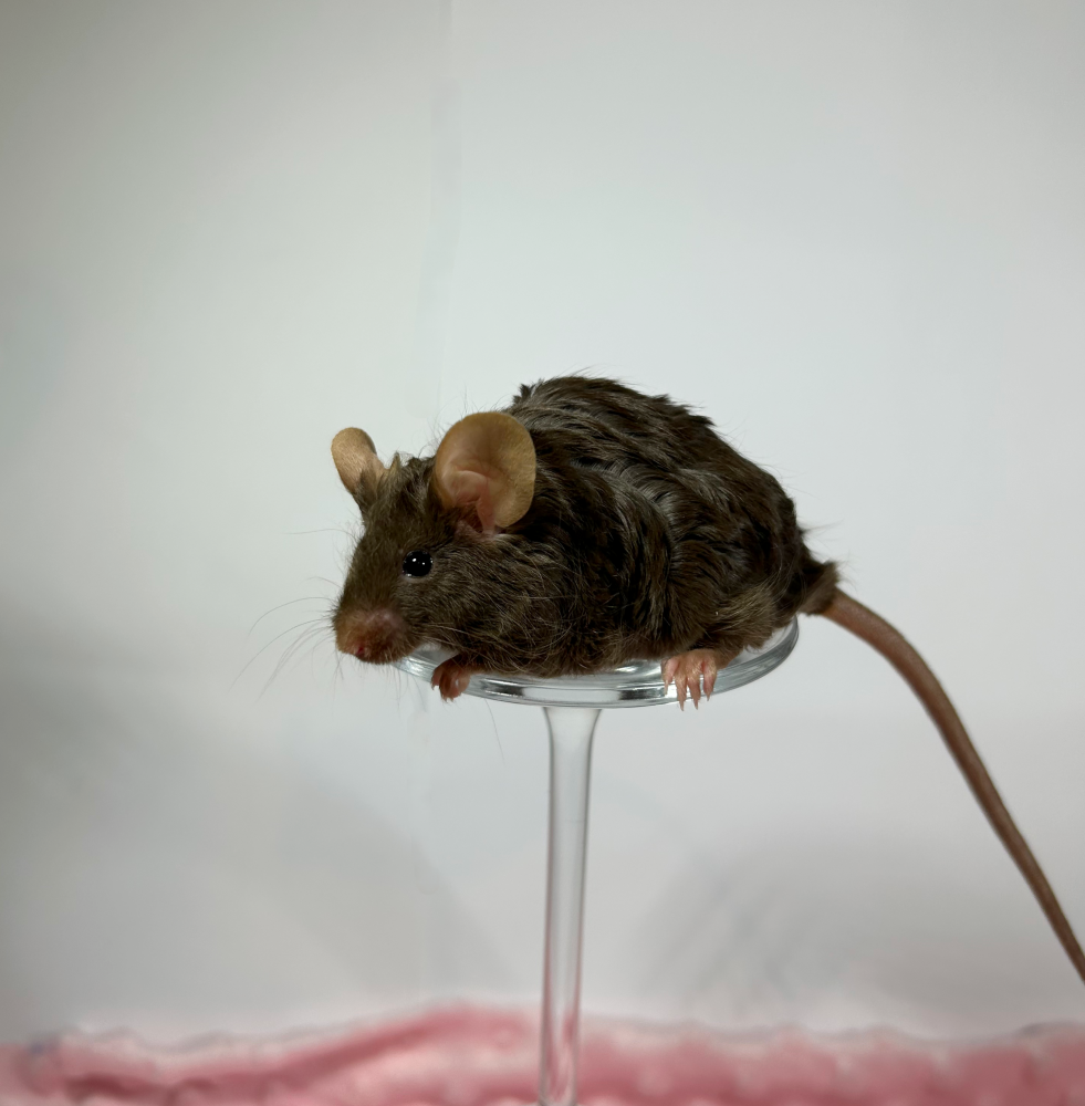 Fancy mouse Breeder Mus musculus 