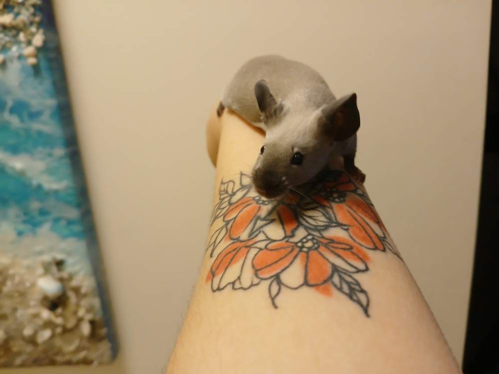 Fancy mouse Breeder Mus musculus 