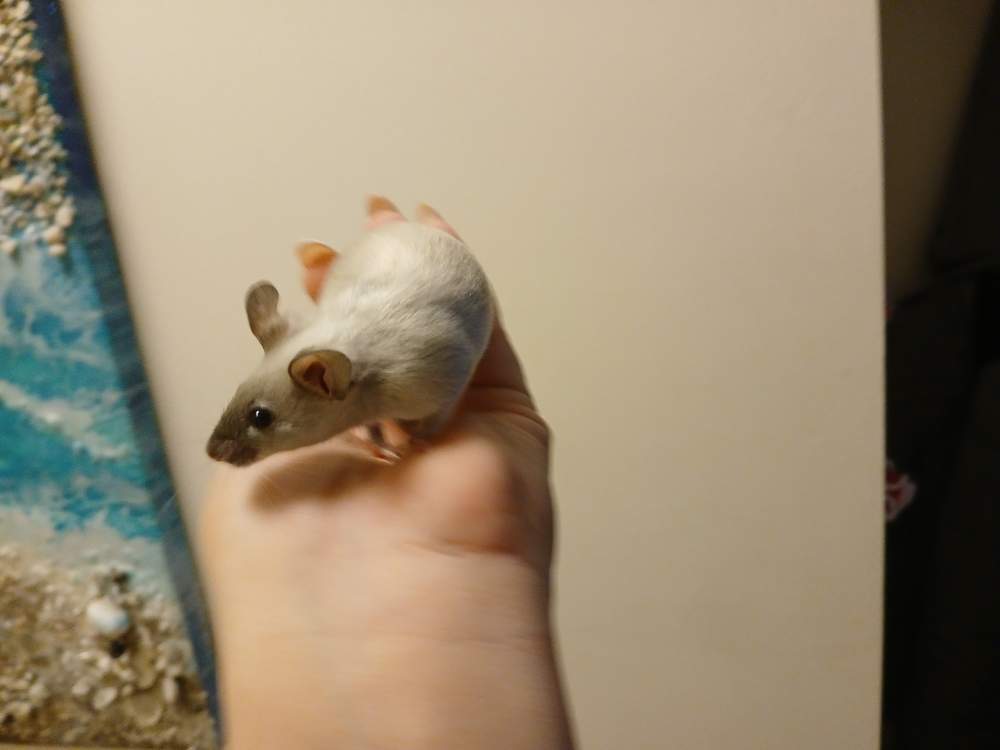 Fancy mouse Breeder Mus musculus 