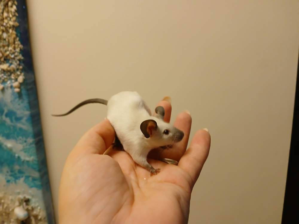 Fancy mouse Breeder Mus musculus 