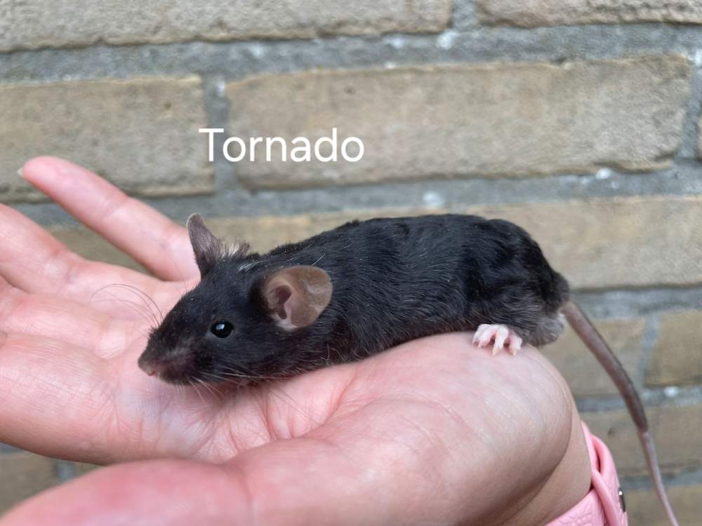 Fancy mouse Breeder Mus musculus 