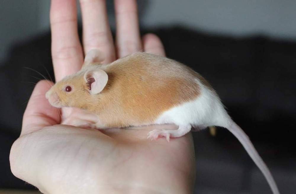 Fancy mouse Breeder Mus musculus 