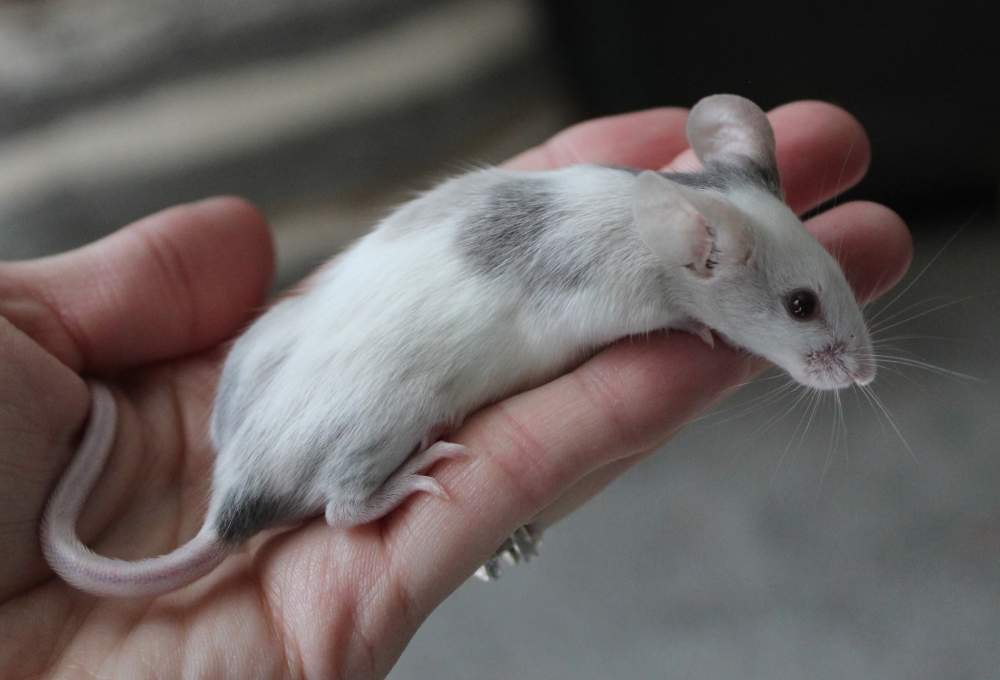 Fancy mouse Breeder Mus musculus 