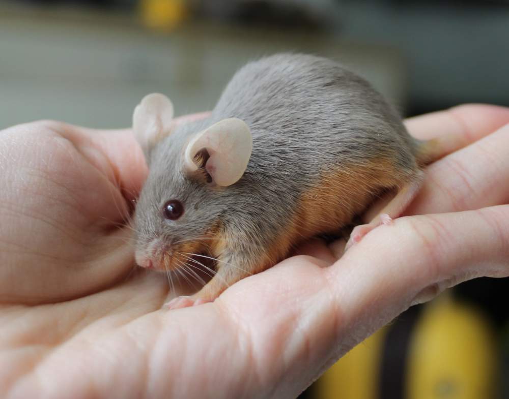 Fancy mouse Breeder Mus musculus 