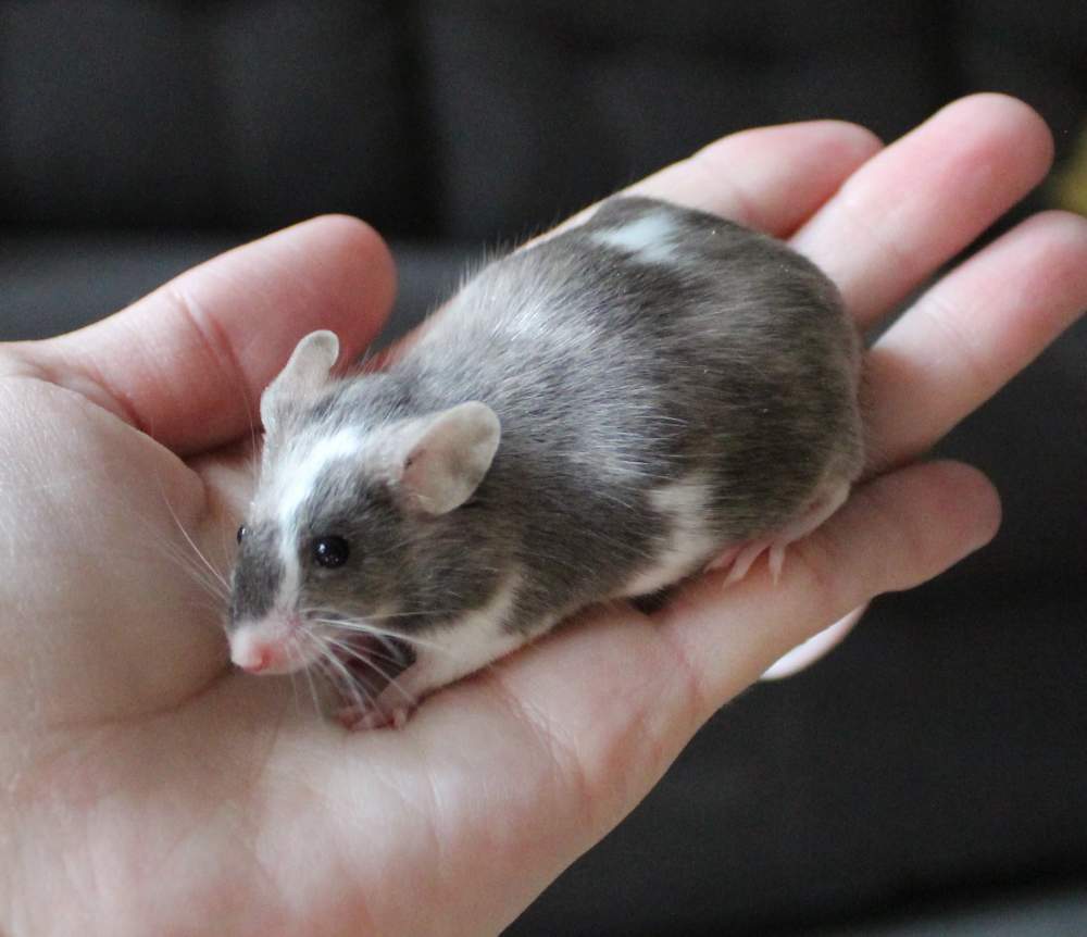 Fancy mouse Breeder Mus musculus 