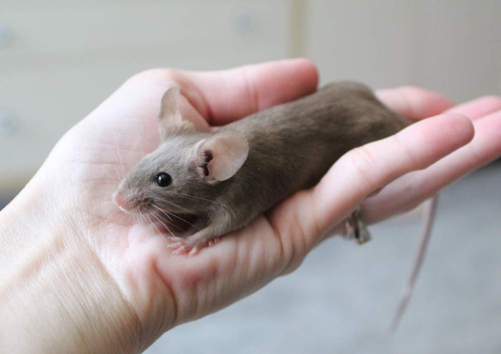 Fancy mouse Breeder Mus musculus 