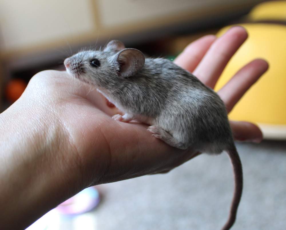 Fancy mouse Available for rehoming Mus musculus 