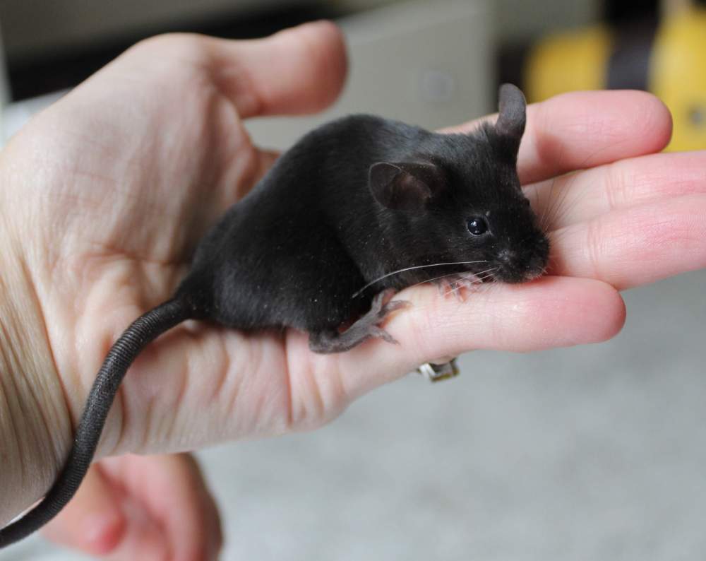 Fancy mouse Breeder Mus musculus 