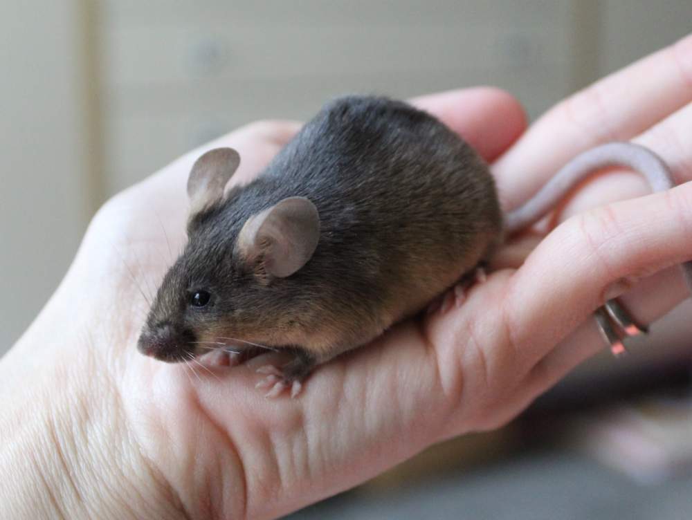 Fancy mouse Breeder Mus musculus 