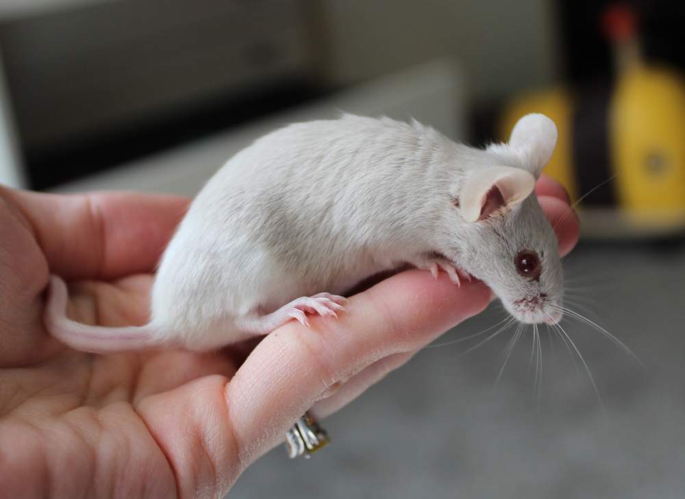 Fancy mouse Pet only Mus musculus 