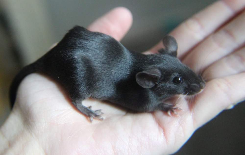 Fancy mouse Breeder Mus musculus 