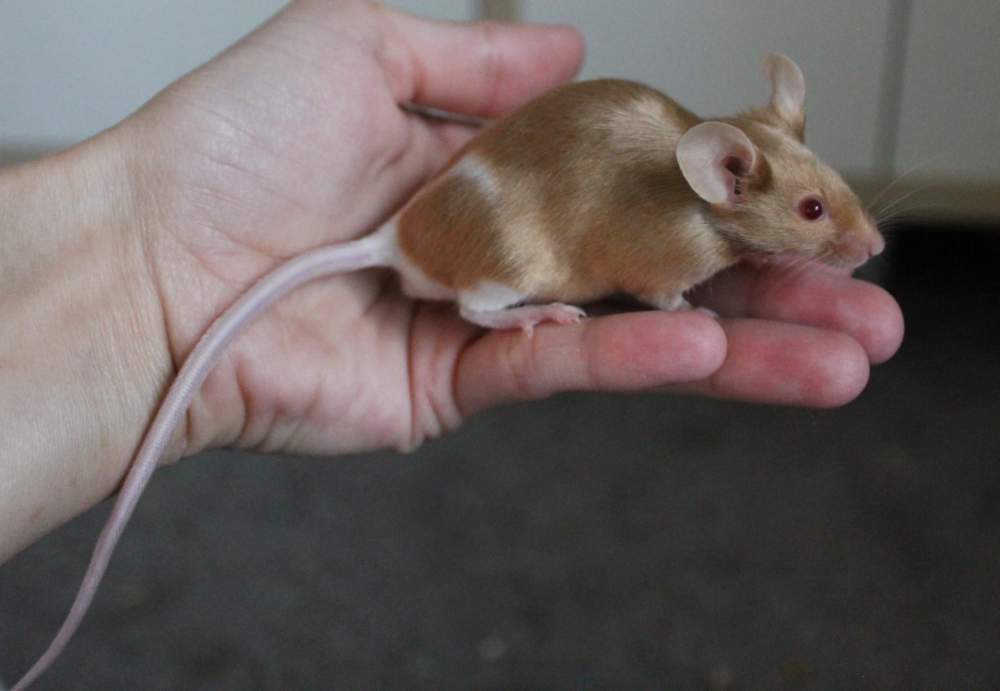 Fancy mouse Breeder Mus musculus 