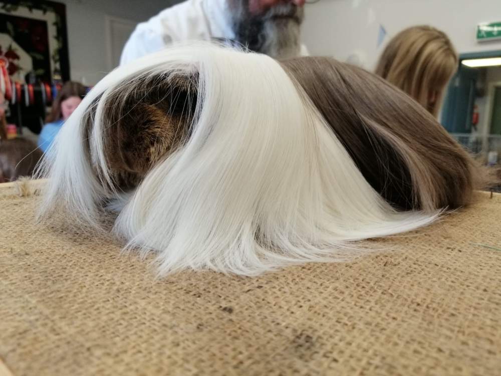 Peruvian guinea pig Breeder Cavia porcellus 