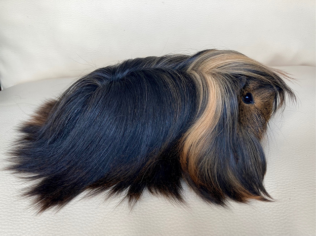 Peruvian guinea pig Deceased Cavia porcellus United Kingdom, Edinburgh