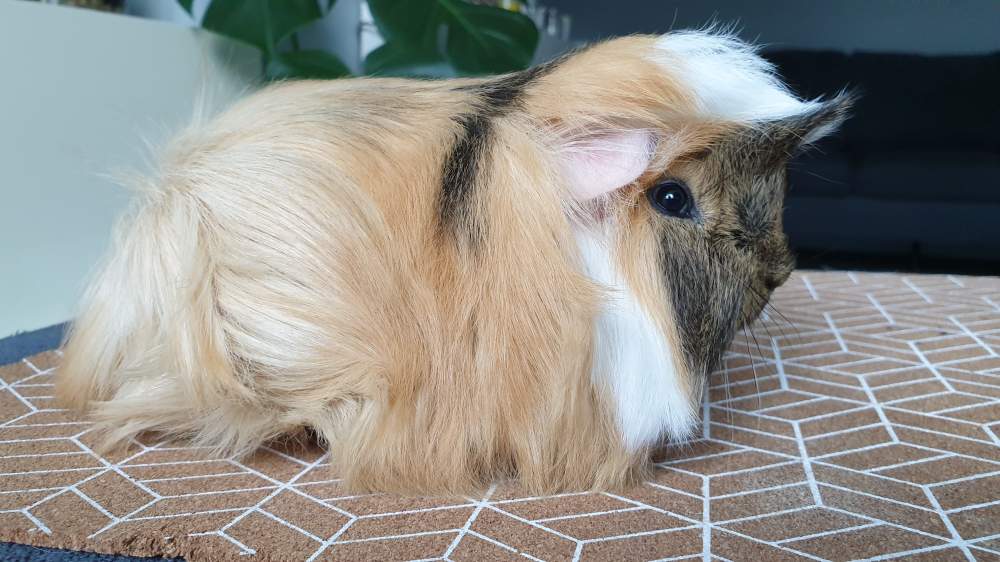 Peruvian guinea pig Breeder Cavia porcellus 