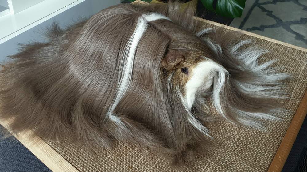 Peruvian guinea pig Breeder Cavia porcellus 