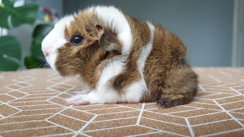 Peruvian guinea pig Breeder Cavia porcellus 