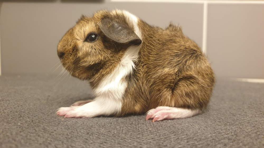 Peruvian guinea pig Breeder Cavia porcellus 