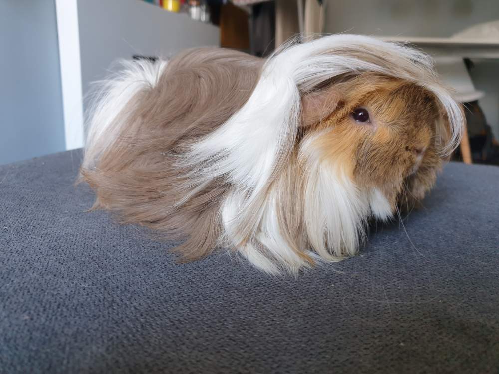 Peruvian guinea pig Rehomed Cavia porcellus United Kingdom, Edinburgh