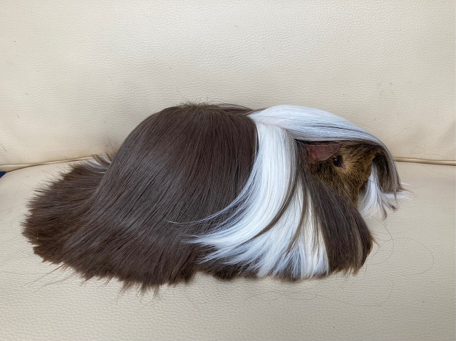 Peruvian guinea pig Breeder Cavia porcellus United Kingdom, Edinburgh