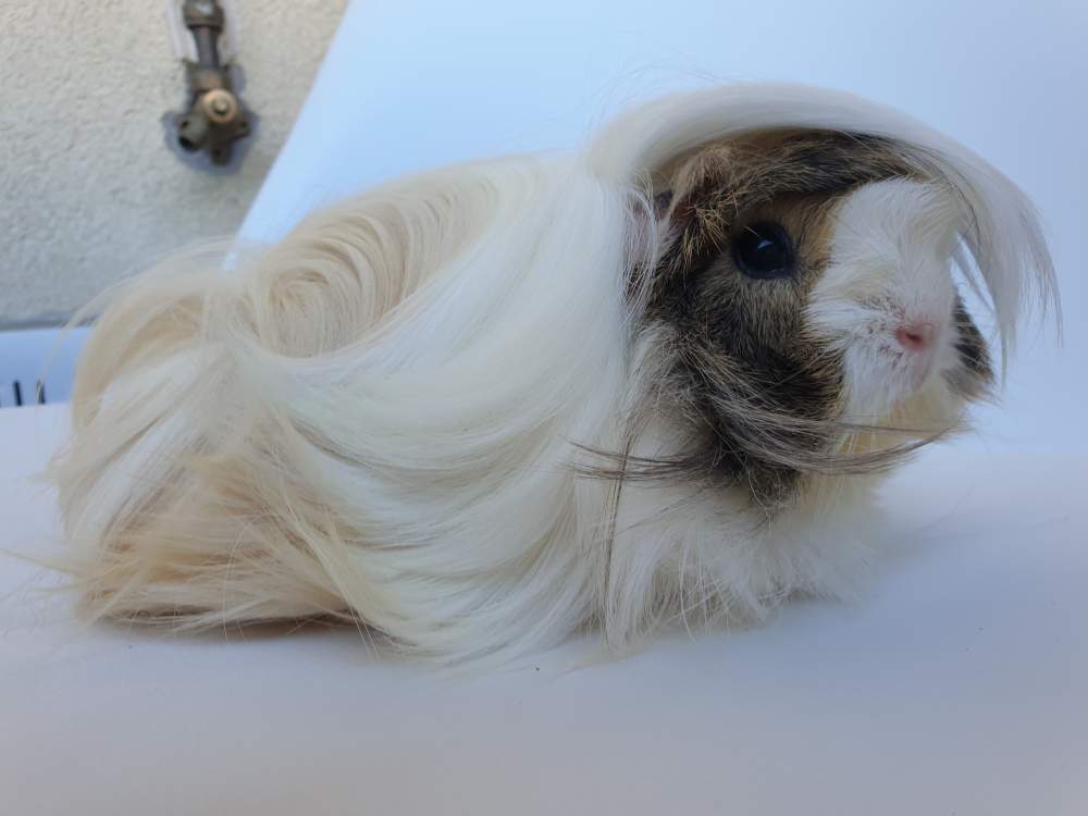 Peruvian guinea pig Rehomed Cavia porcellus 