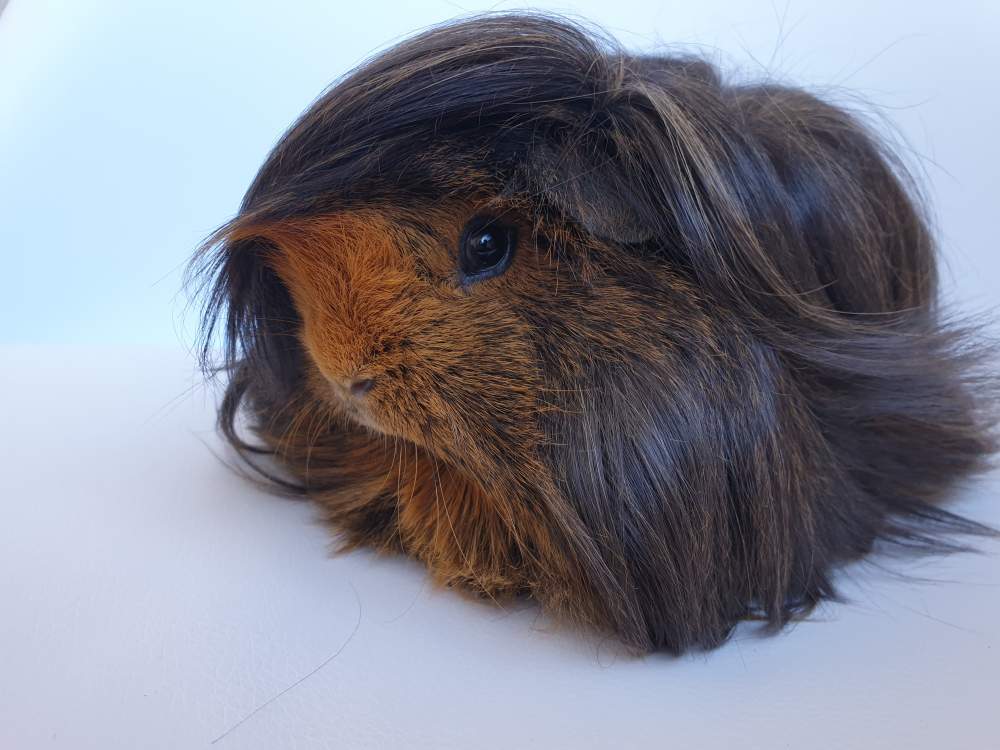 Peruvian guinea pig Rehomed Cavia porcellus 