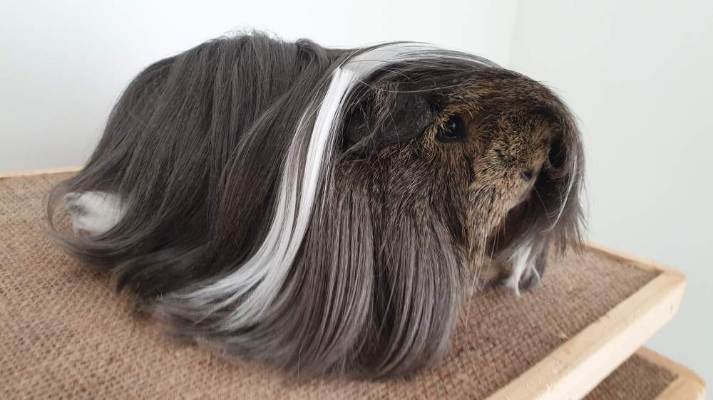 Peruvian guinea pig Breeder Cavia porcellus 