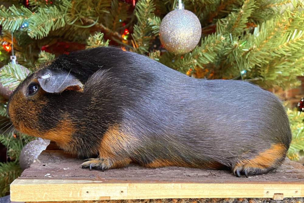 American guinea pig Breeder Cavia porcellus United States, Detroit