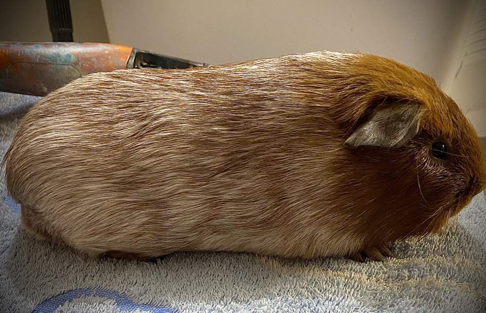 American Breeder Cavia porcellus 