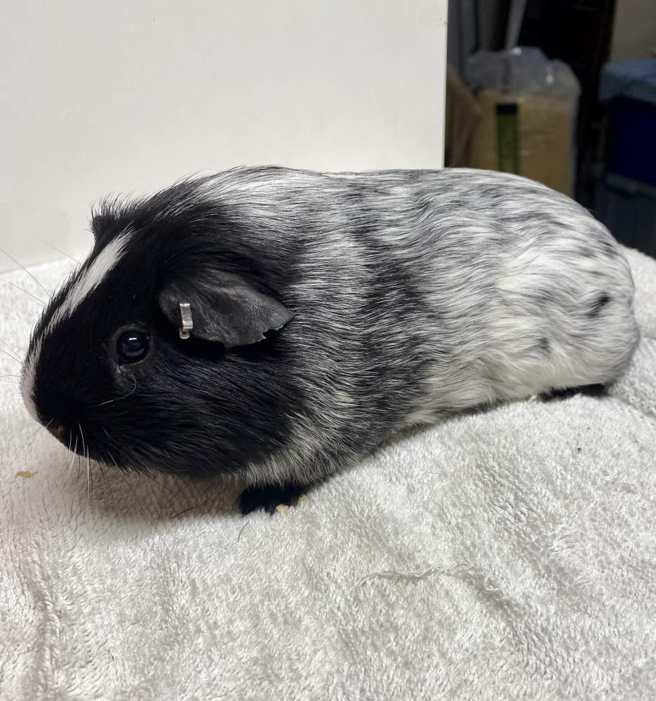 American Breeder Cavia porcellus 