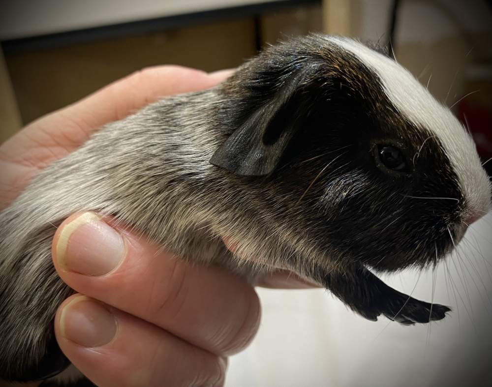 American Breeder Cavia porcellus 