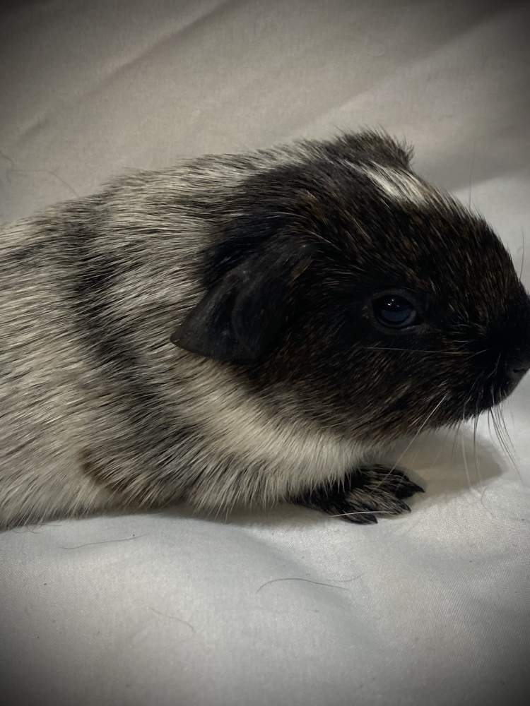 American Breeder Cavia porcellus 