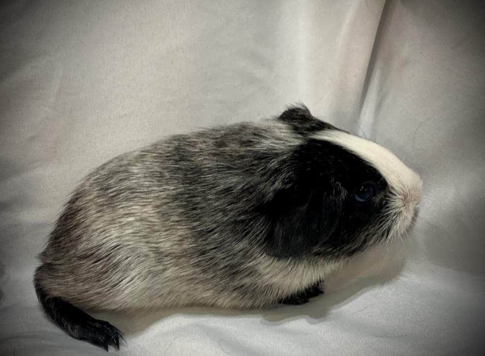 American Breeder Cavia porcellus 