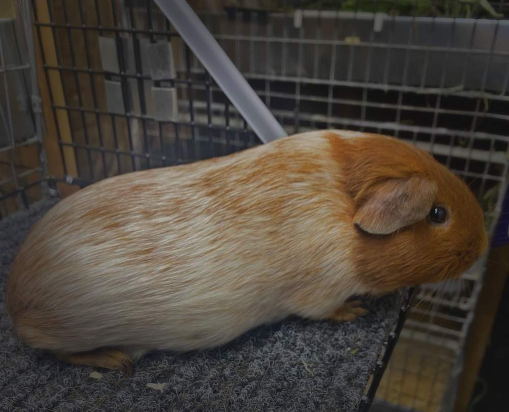 American Breeder Cavia porcellus 