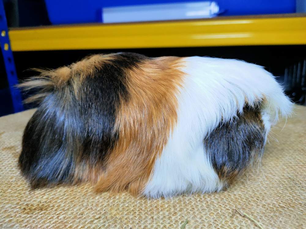 Peruvian guinea pig Breeder Cavia porcellus 