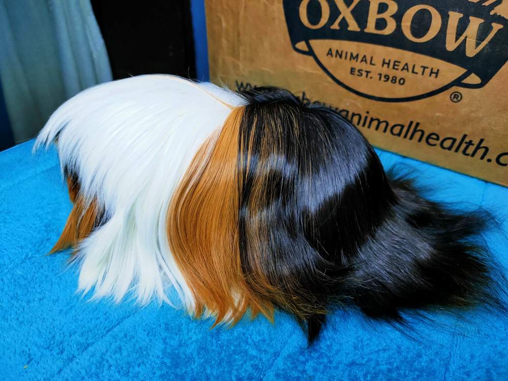 Peruvian guinea pig Pet only Cavia porcellus 