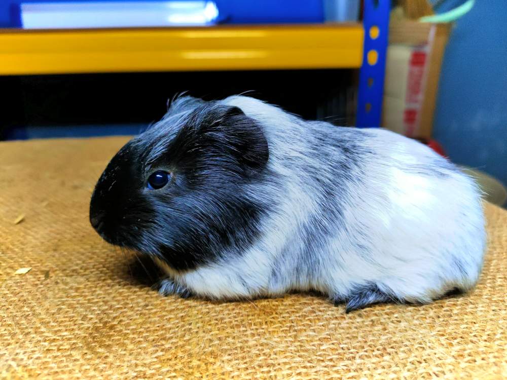 Sheltie guinea pig Breeder Cavia porcellus 