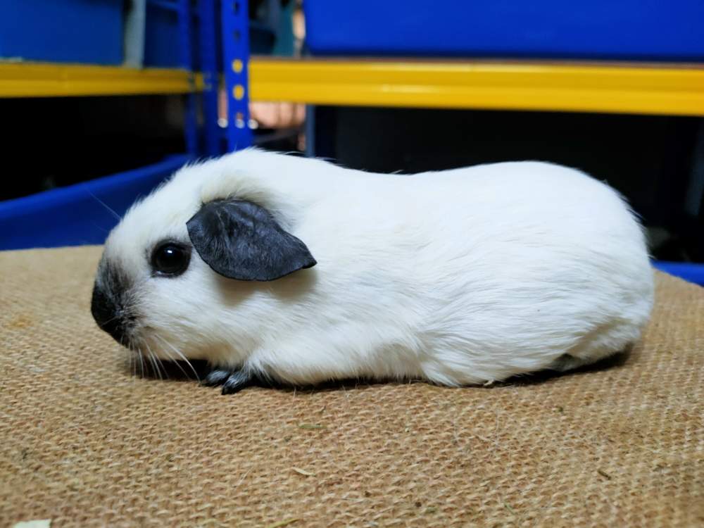 American guinea pig Rehomed Cavia porcellus 