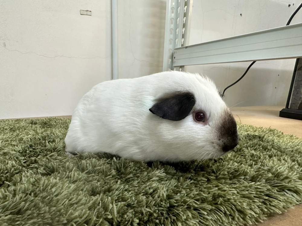 American guinea pig Pet only Cavia porcellus 